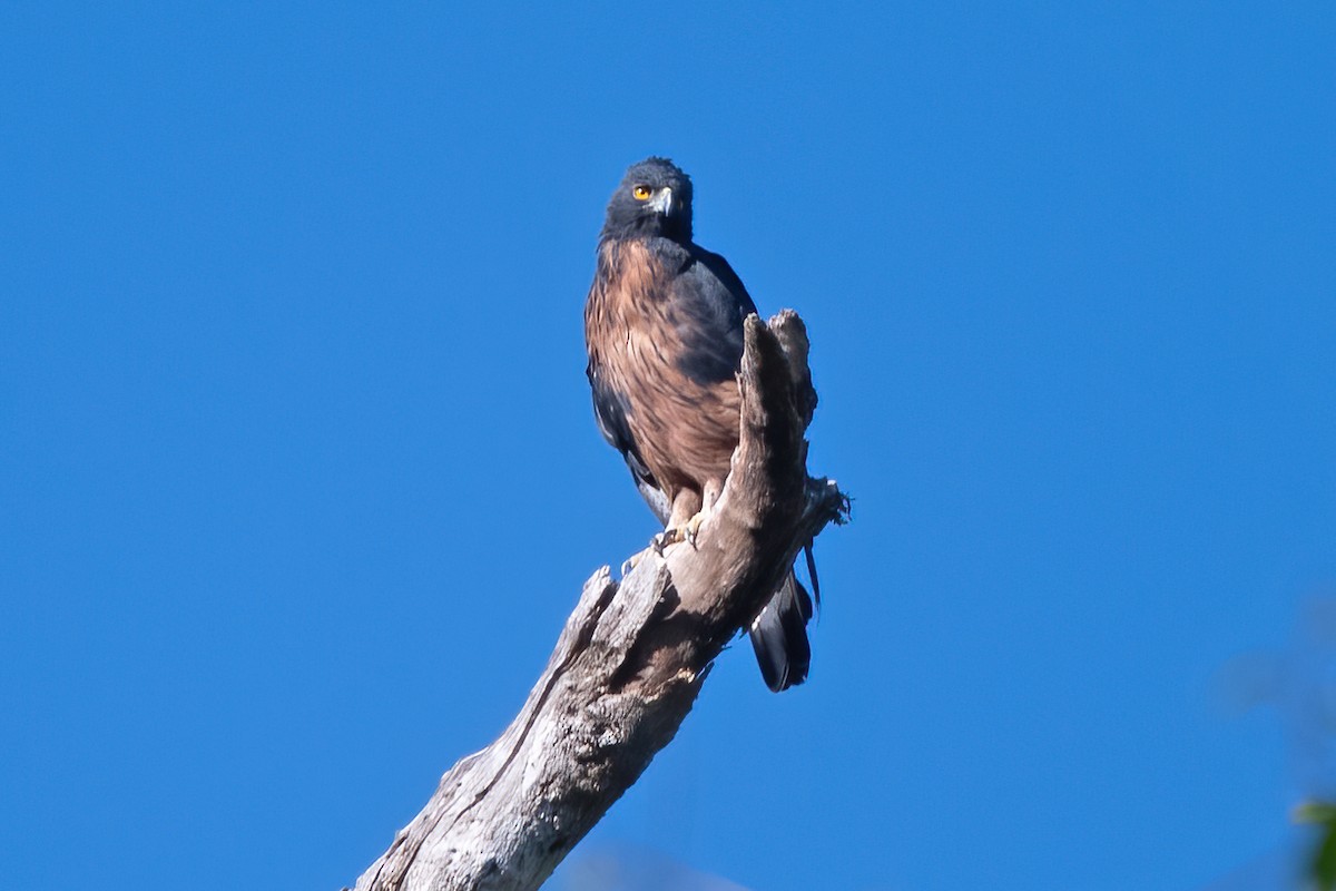 Black-and-chestnut Eagle - ML611506867