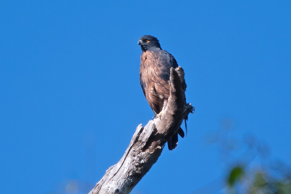 Águila Poma - ML611506870