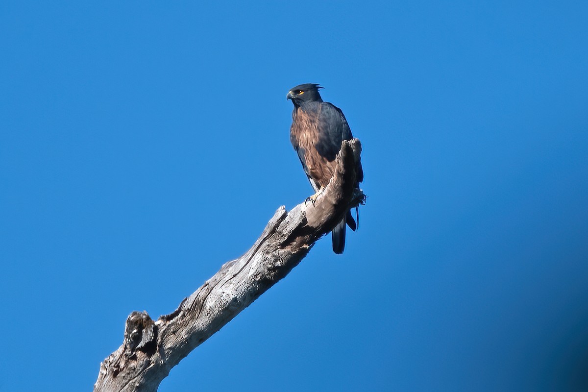 Black-and-chestnut Eagle - ML611506872