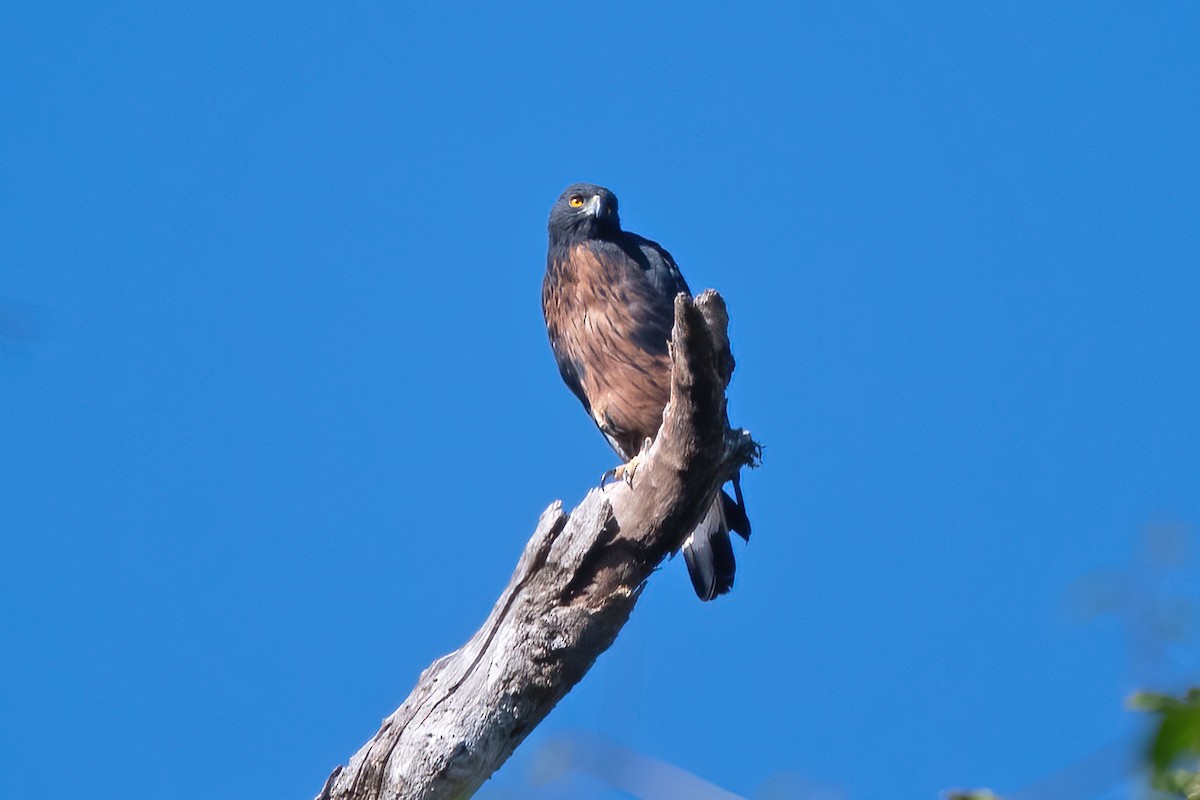 Águila Poma - ML611506875