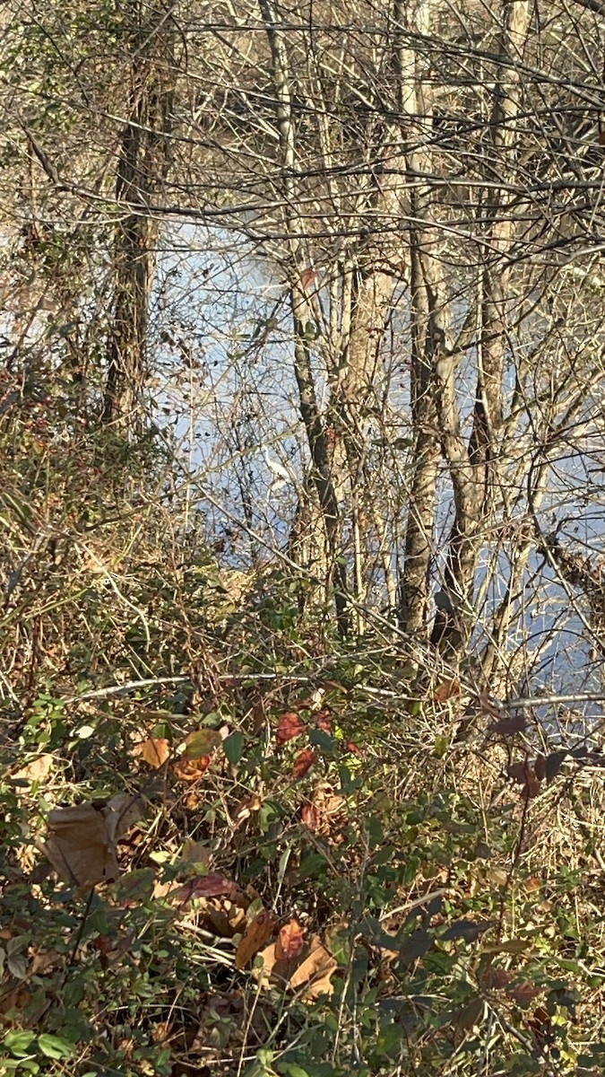 Great Egret - ML611506889