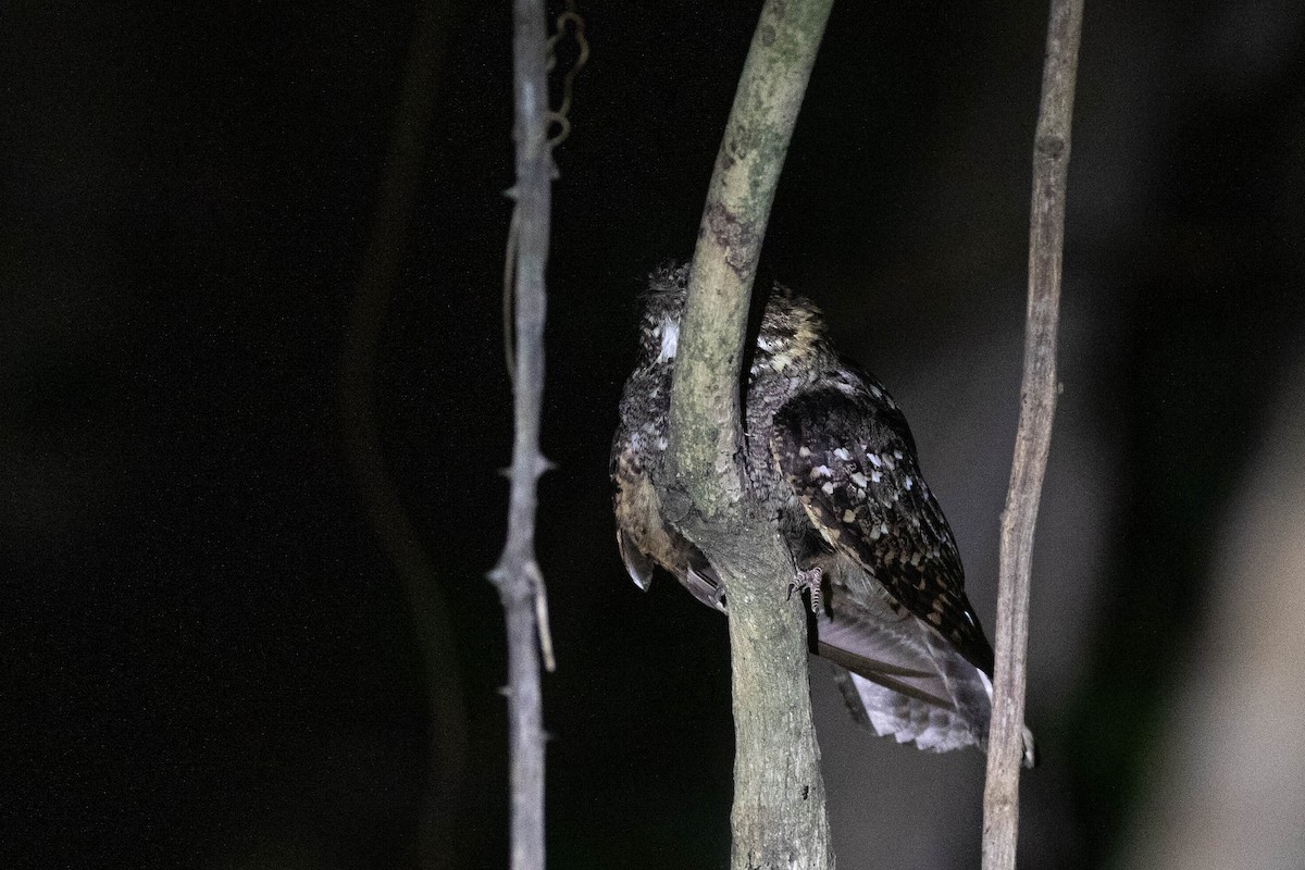 Little Nightjar - Donald Schneider