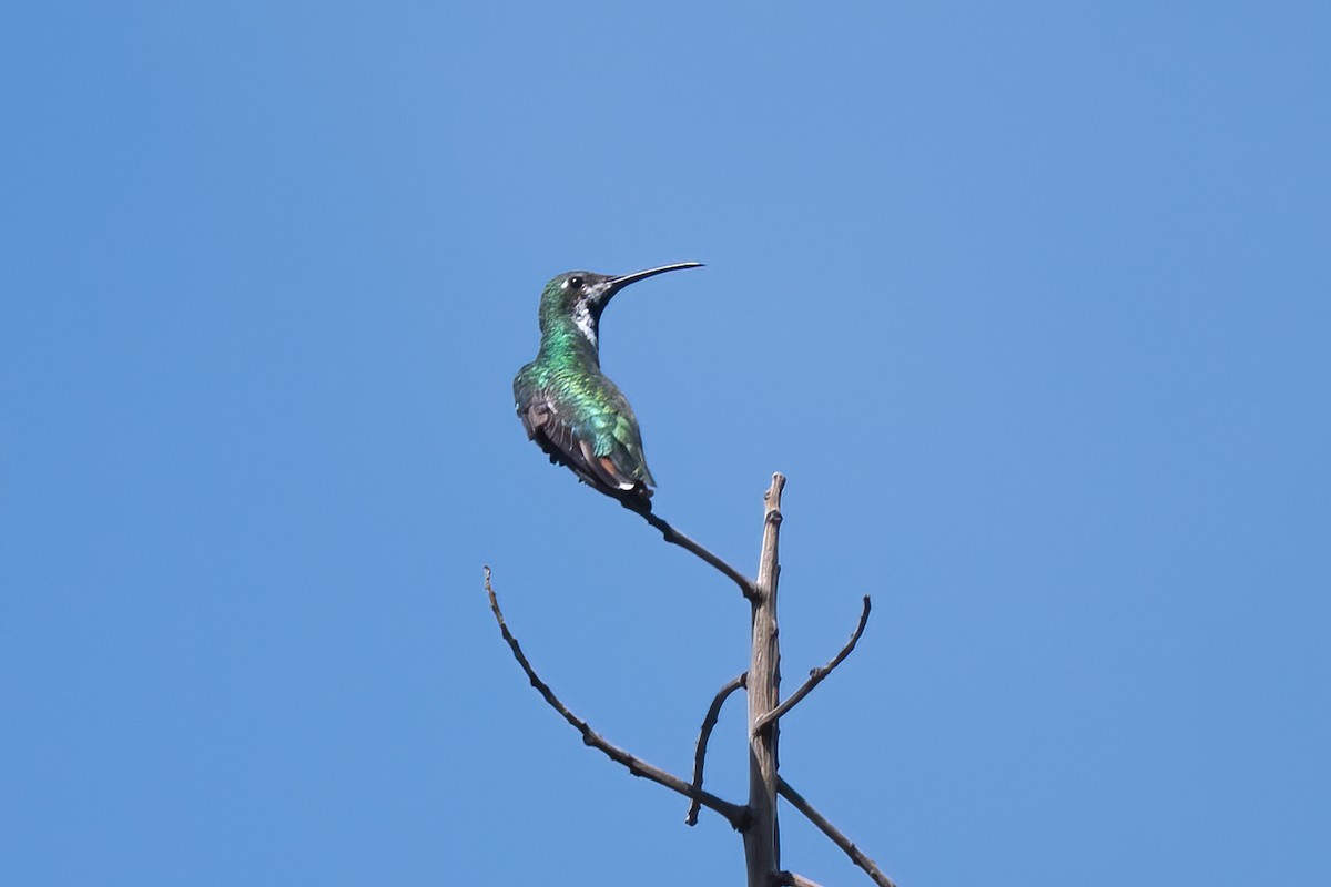 kolibřík tropický - ML611506951