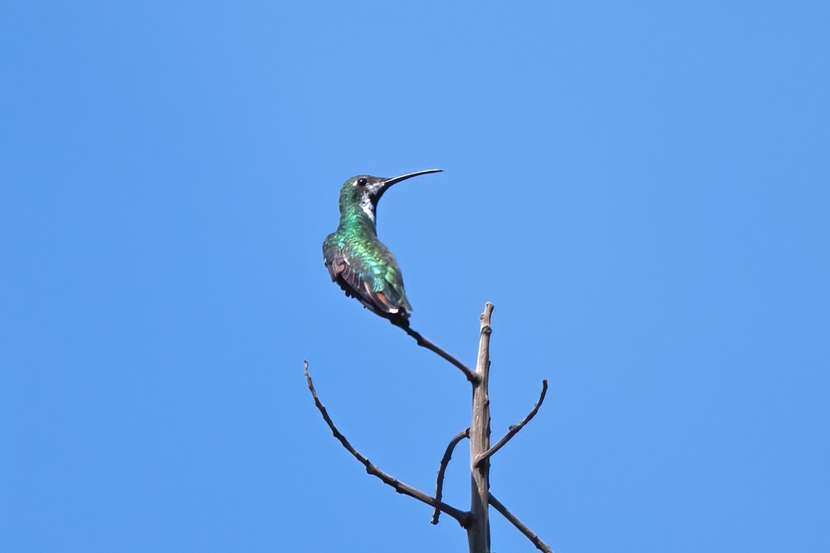 kolibřík tropický - ML611506954