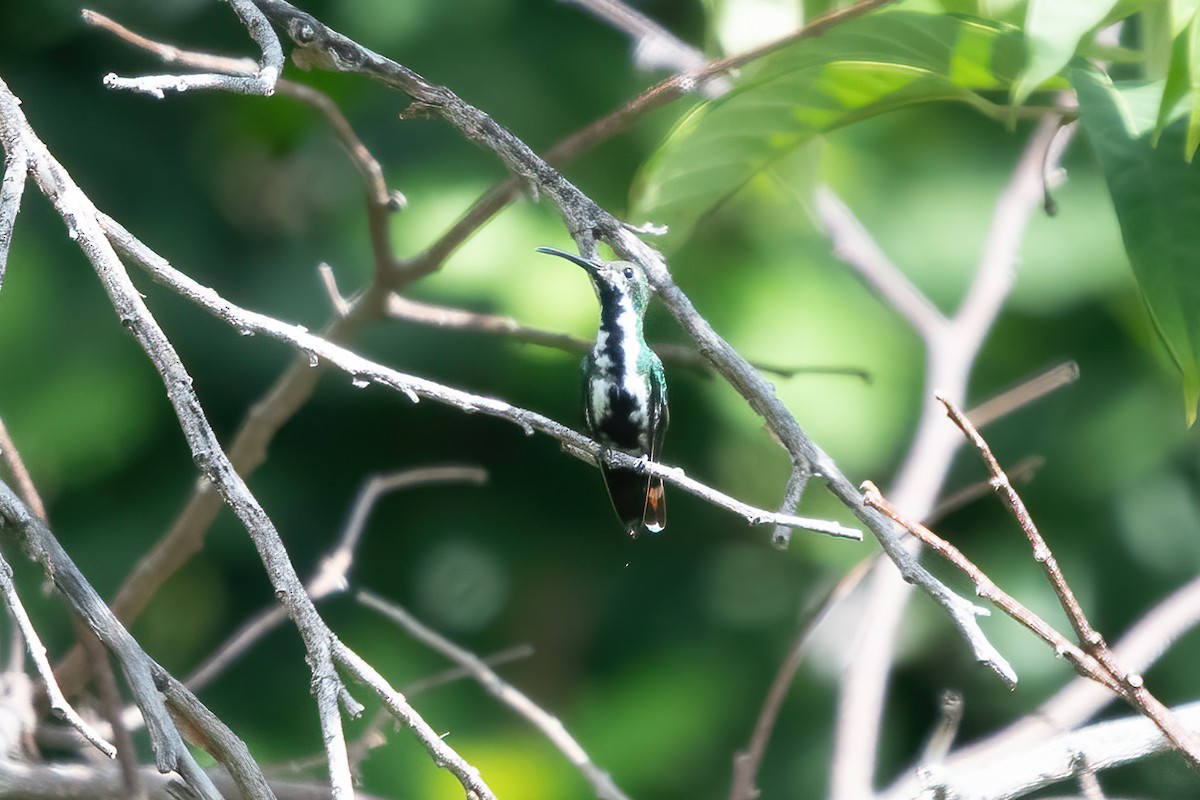 Black-throated Mango - ML611506956