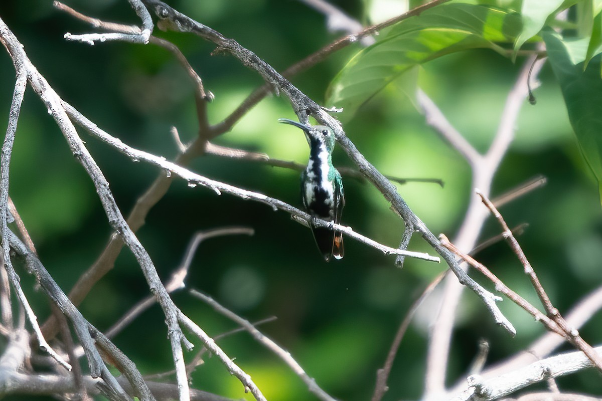 kolibřík tropický - ML611506959