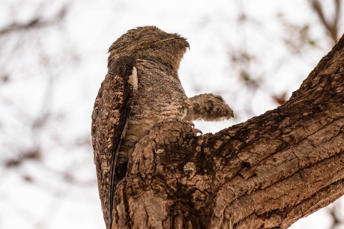 Great Potoo - Donald Schneider