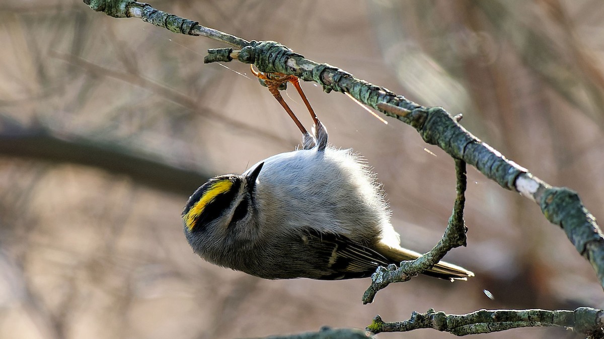 Golden-crowned Kinglet - ML611507102