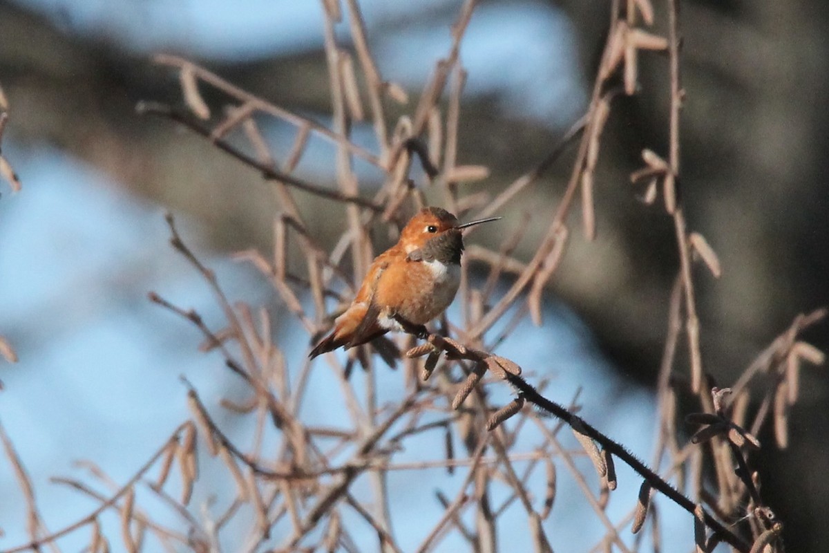 rødkolibri - ML611507107