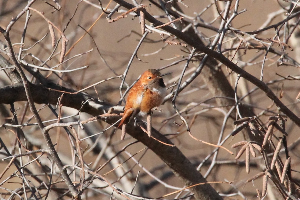 Rufous Hummingbird - ML611507108