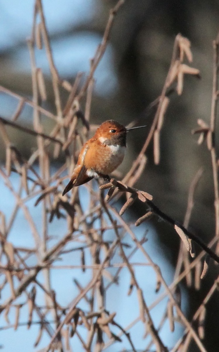 Rufous Hummingbird - ML611507109