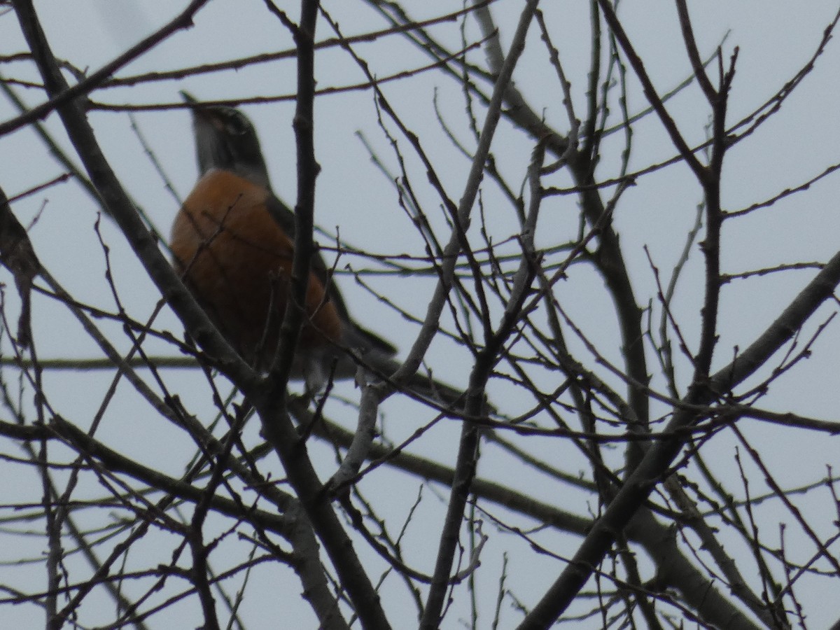 American Robin - ML611507125