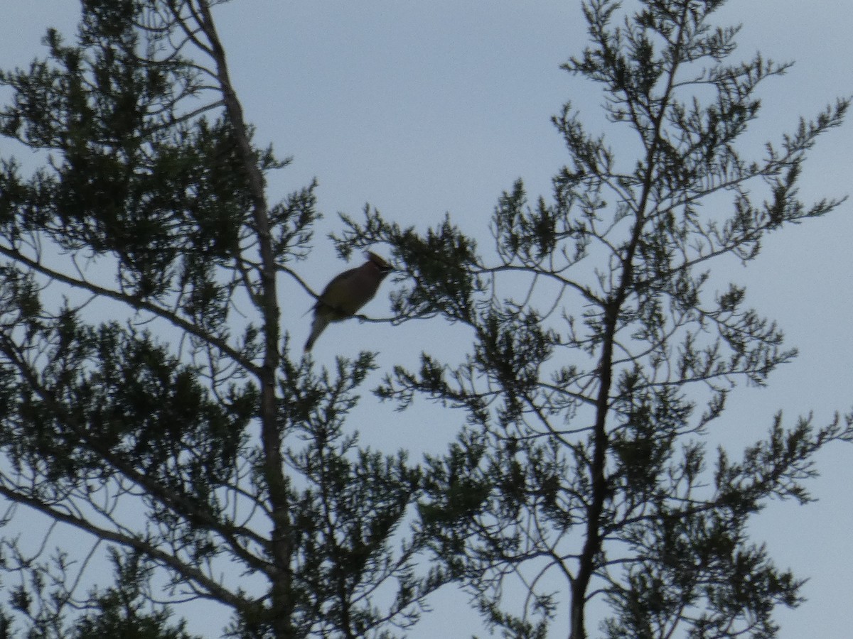 Cedar Waxwing - ML611507144