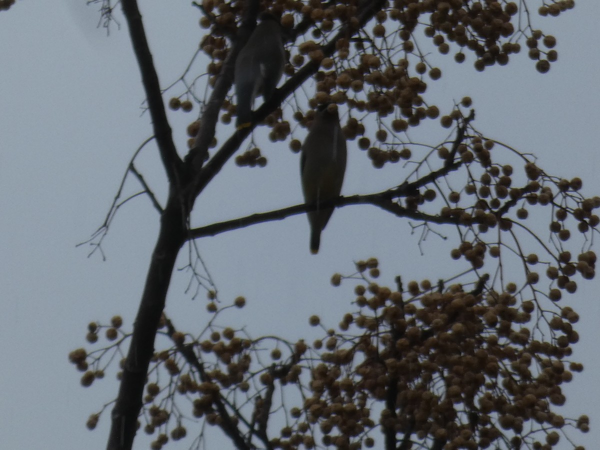 Cedar Waxwing - ML611507149