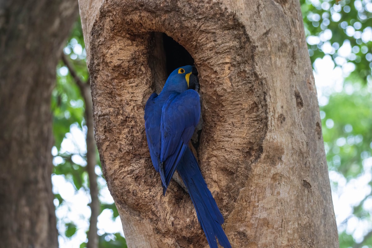 Hyacinth Macaw - ML611507311