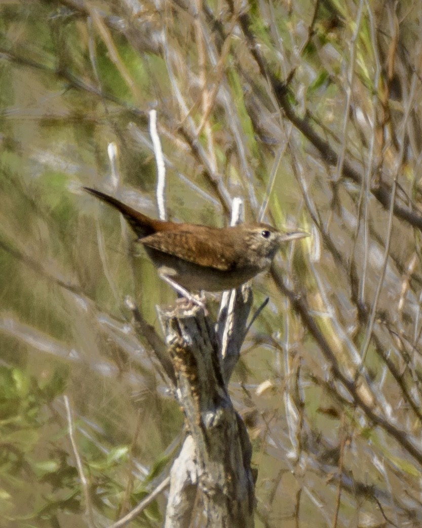 House Wren - ML611507349