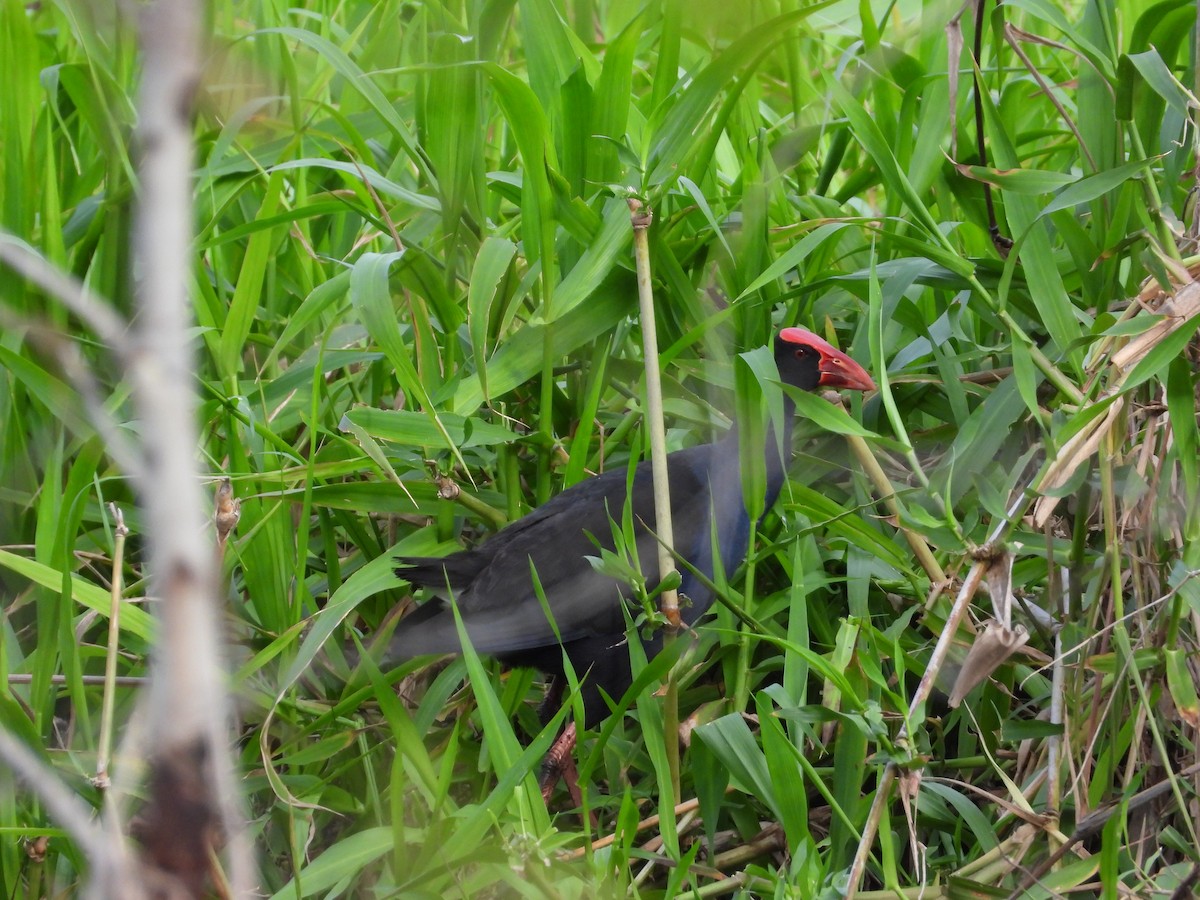 Australasian Swamphen - ML611507365