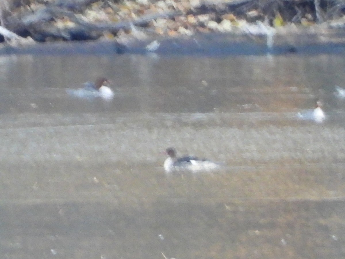 Red-breasted Merganser - ML611507367