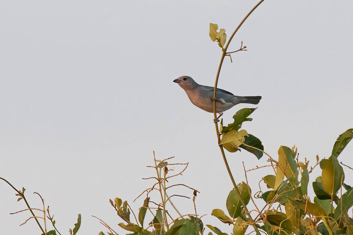 Sayaca Tanager - Donald Schneider