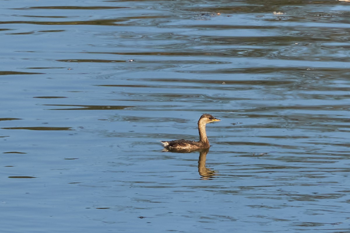 Little Grebe - ML611507398