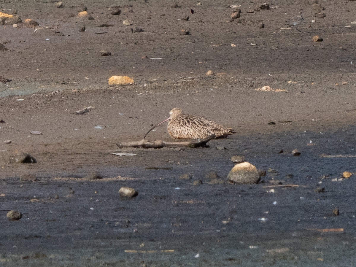 Long-billed Curlew - ML611507445