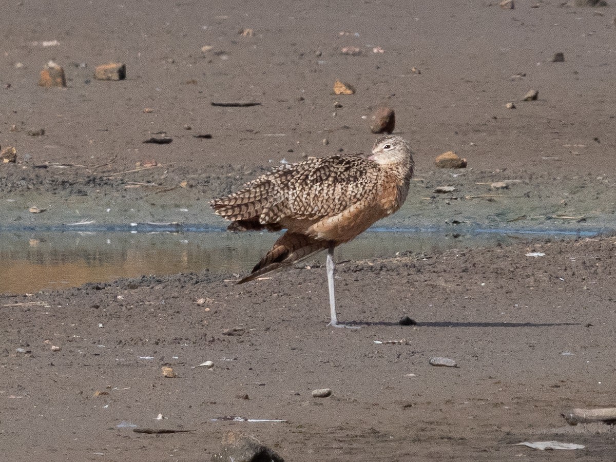 Long-billed Curlew - ML611507446