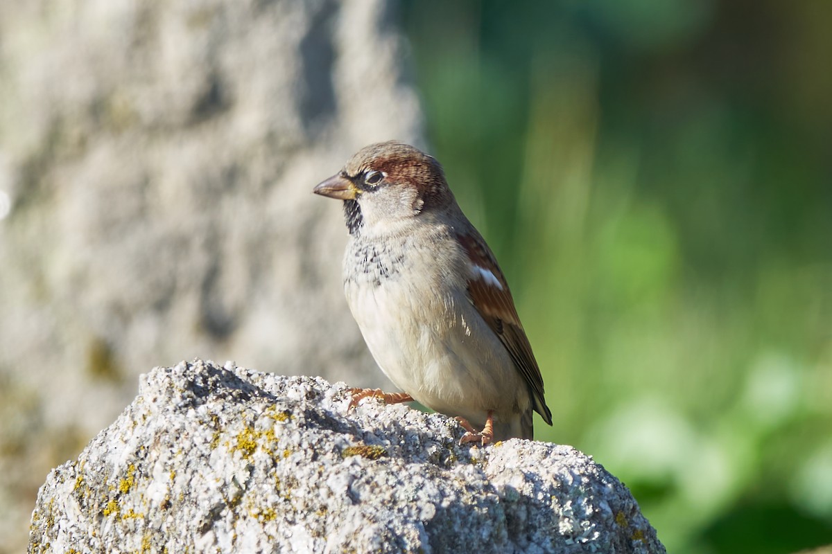 House Sparrow - ML611507519