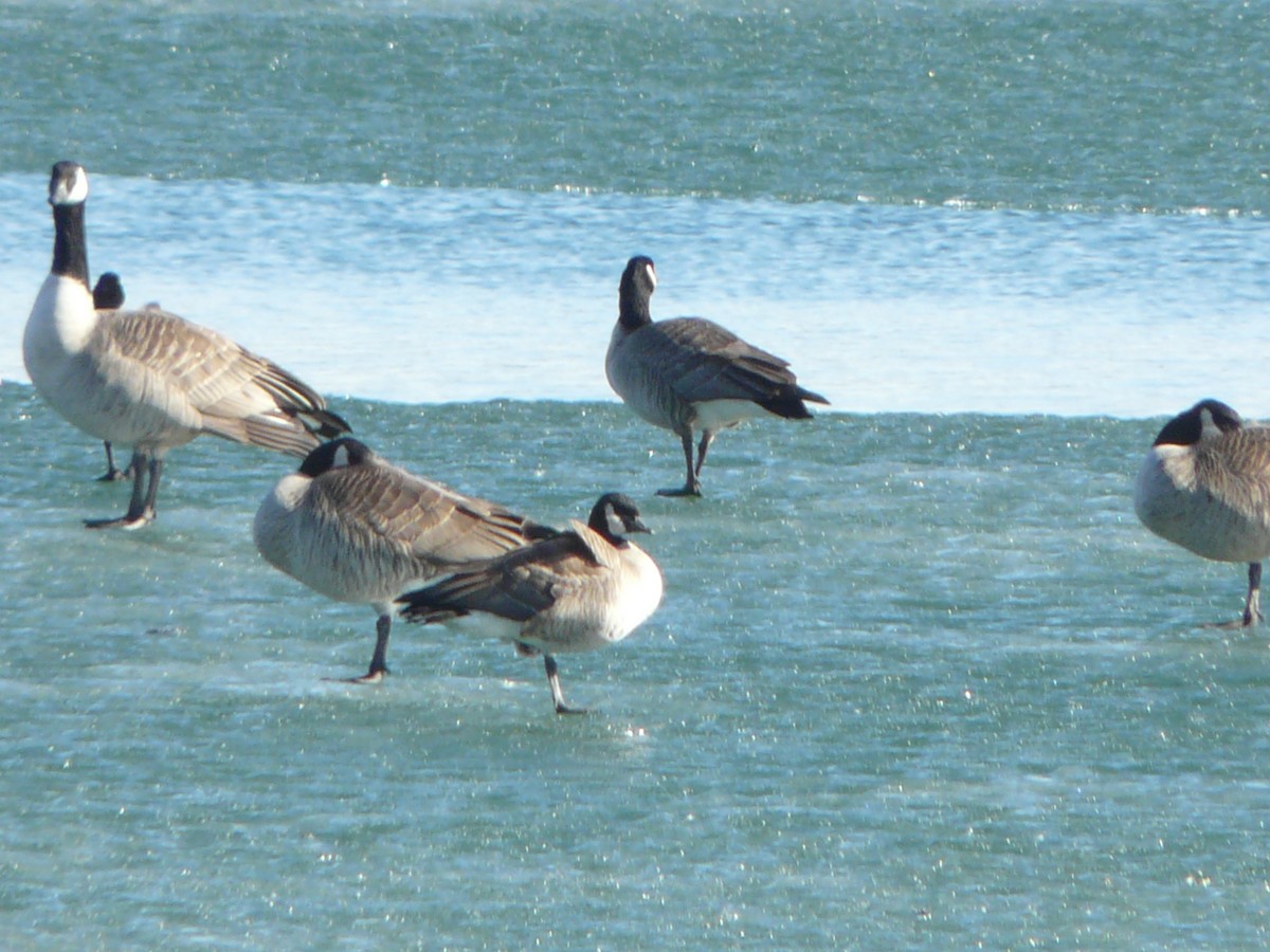 Cackling Goose - ML611507548