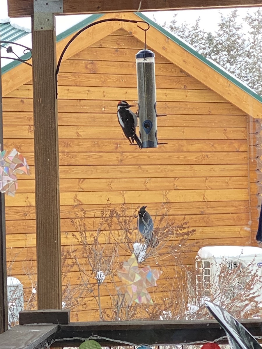 Hairy Woodpecker - ML611507594