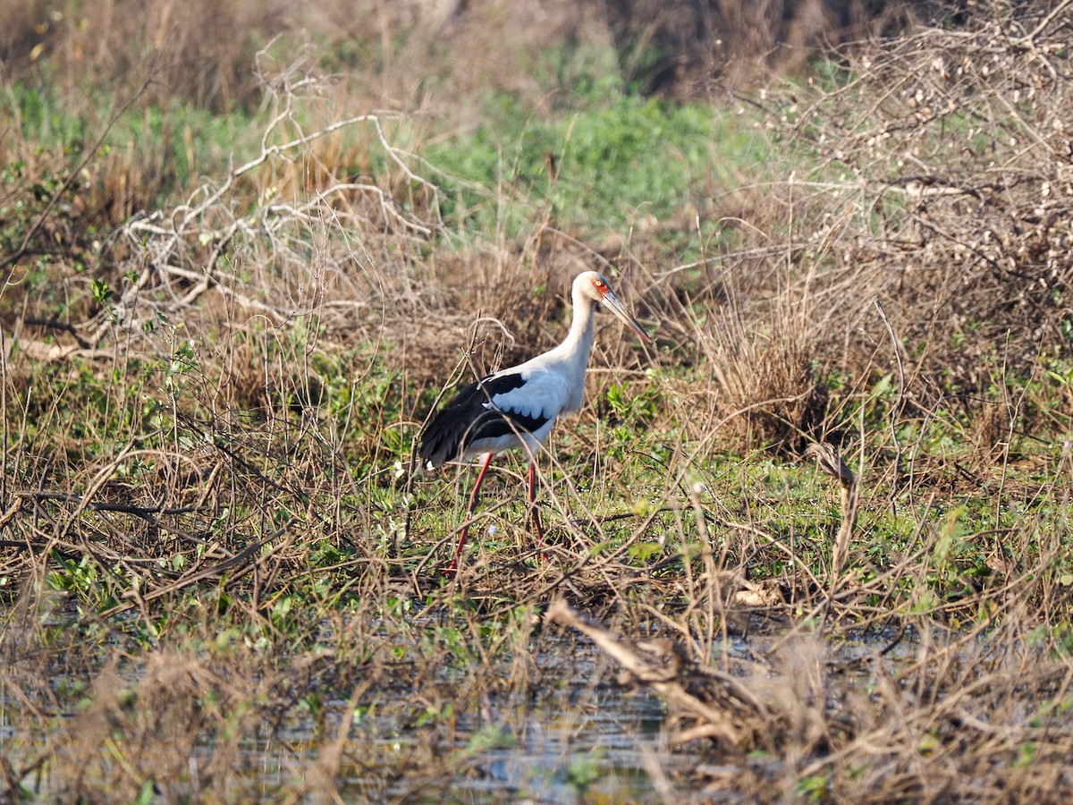 Cigogne maguari - ML611507617