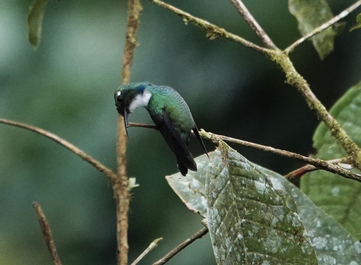 White-throated Daggerbill - ML611507621