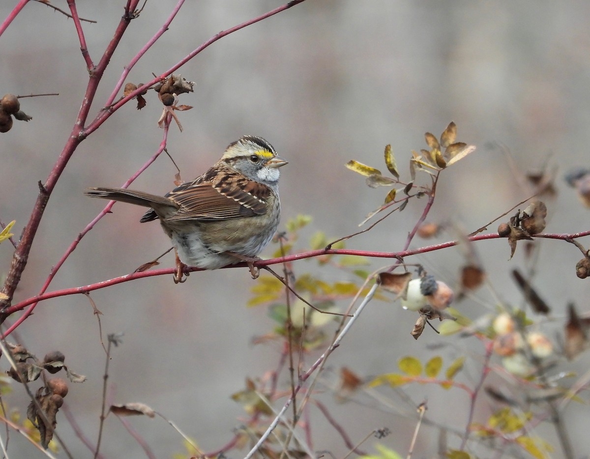 White-throated Sparrow - ML611507707