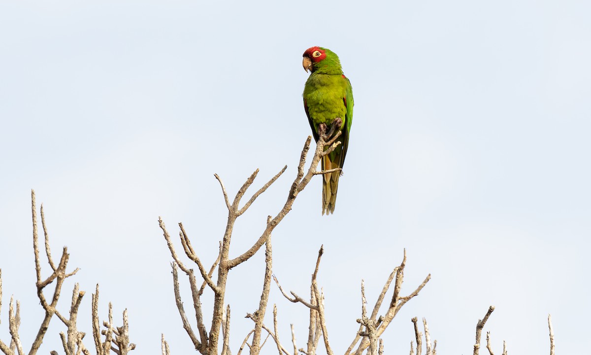 Red-masked Parakeet - Steve Kelling