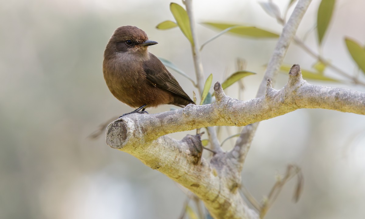 Vermilion Flycatcher (obscurus Group) - ML611507808