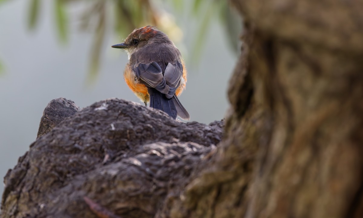 Vermilion Flycatcher (obscurus Group) - Steve Kelling