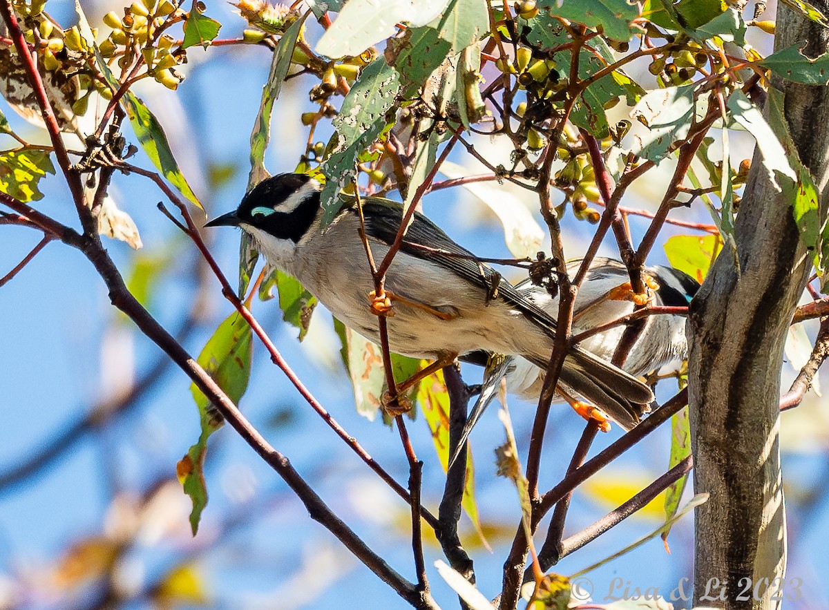 Black-chinned Honeyeater (Black-chinned) - ML611507847