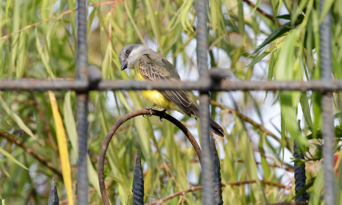 Tropical Kingbird - Steve Kelling