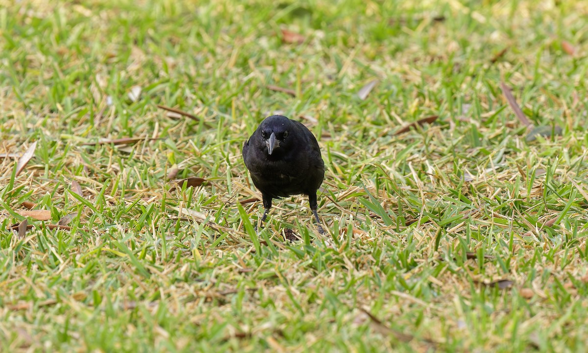 Scrub Blackbird - Steve Kelling