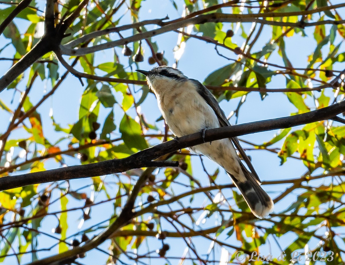 Black-eared Cuckoo - ML611507882