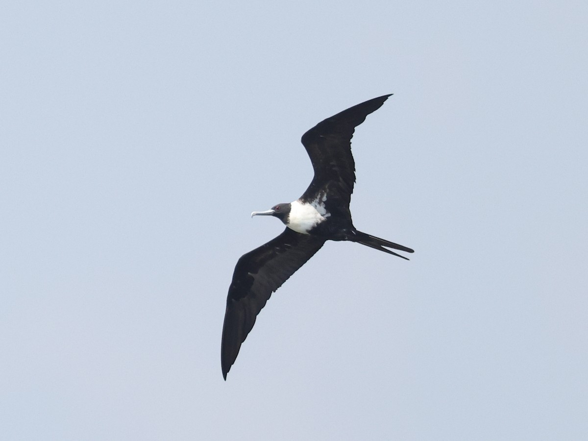 Lesser Frigatebird - ML611507920