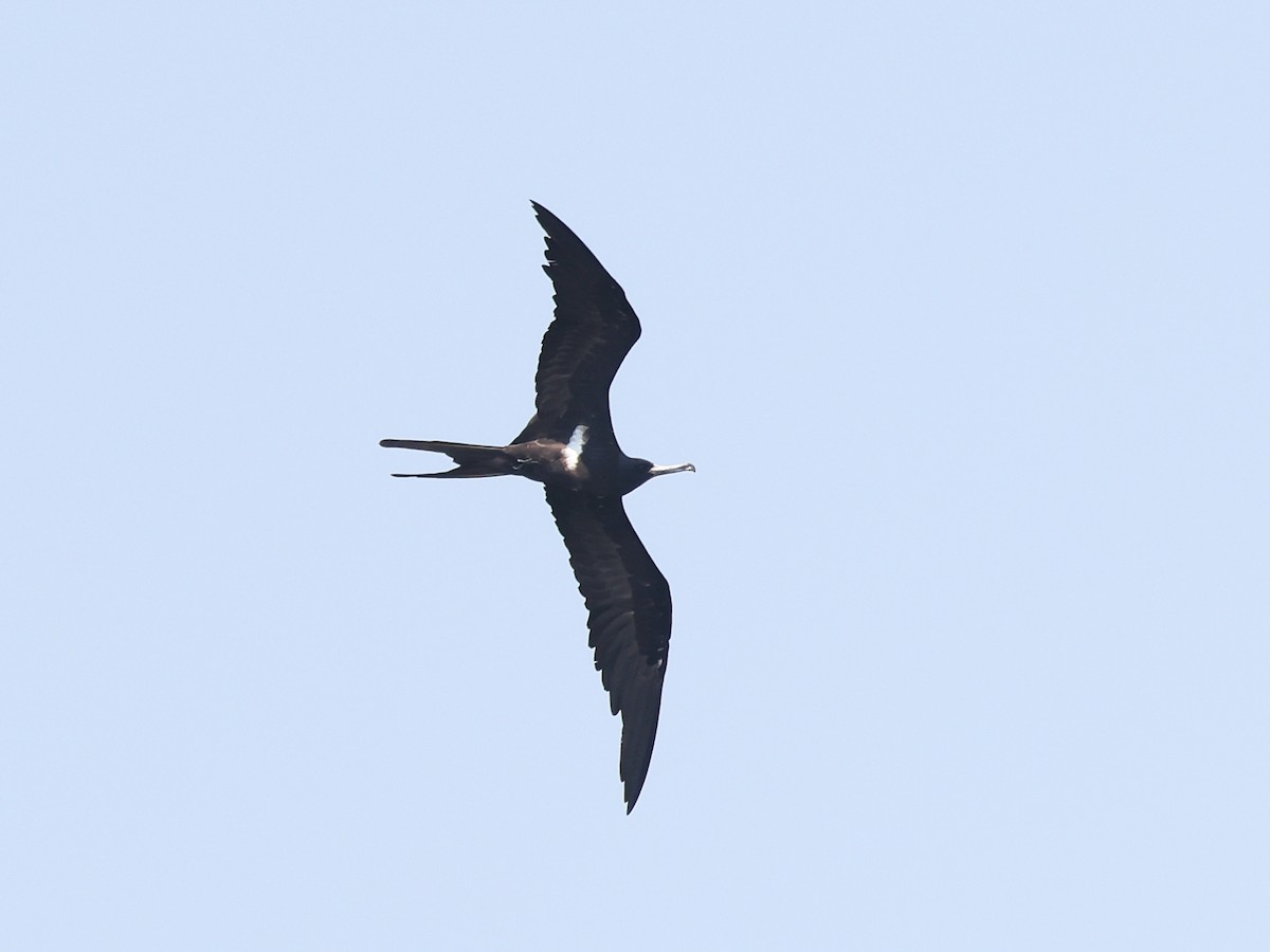 Lesser Frigatebird - ML611507933