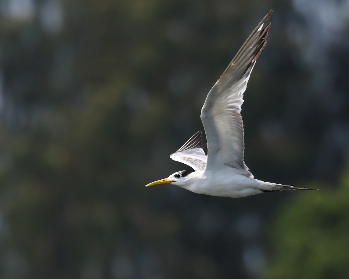 Great Crested Tern - ML611507938