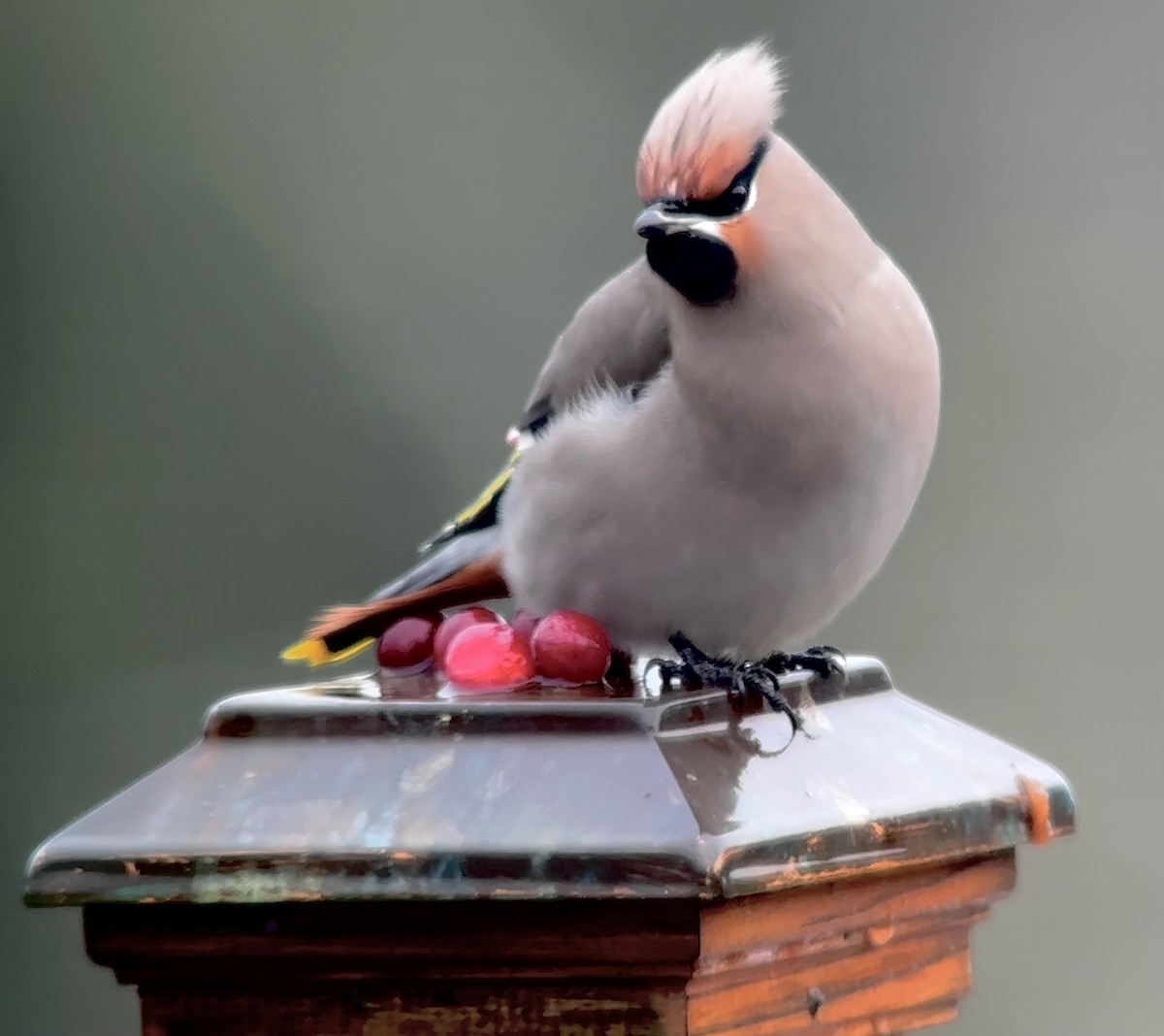 Bohemian Waxwing - ML611507954