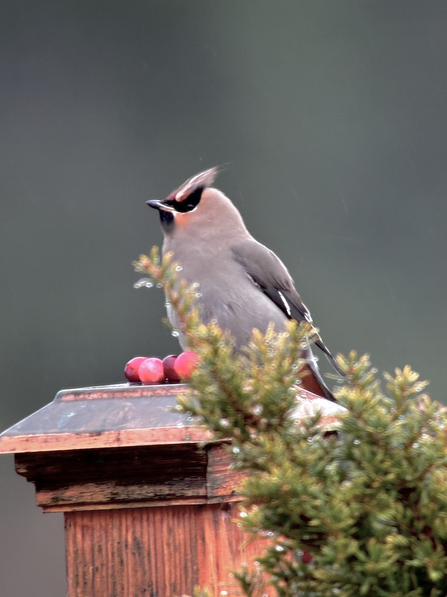 Bohemian Waxwing - ML611507955