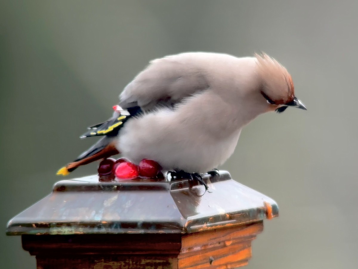 Bohemian Waxwing - ML611507956