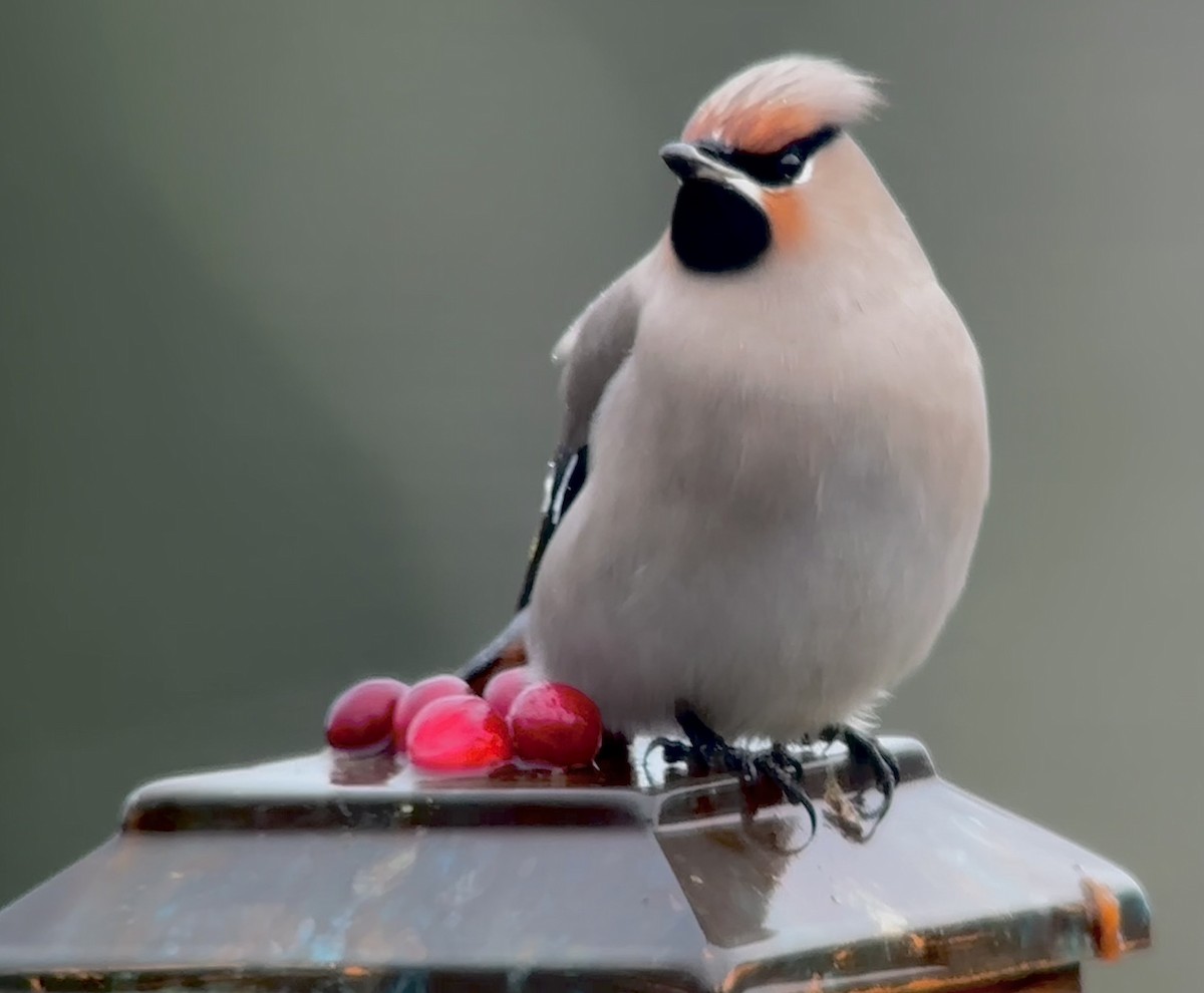 Bohemian Waxwing - ML611507957