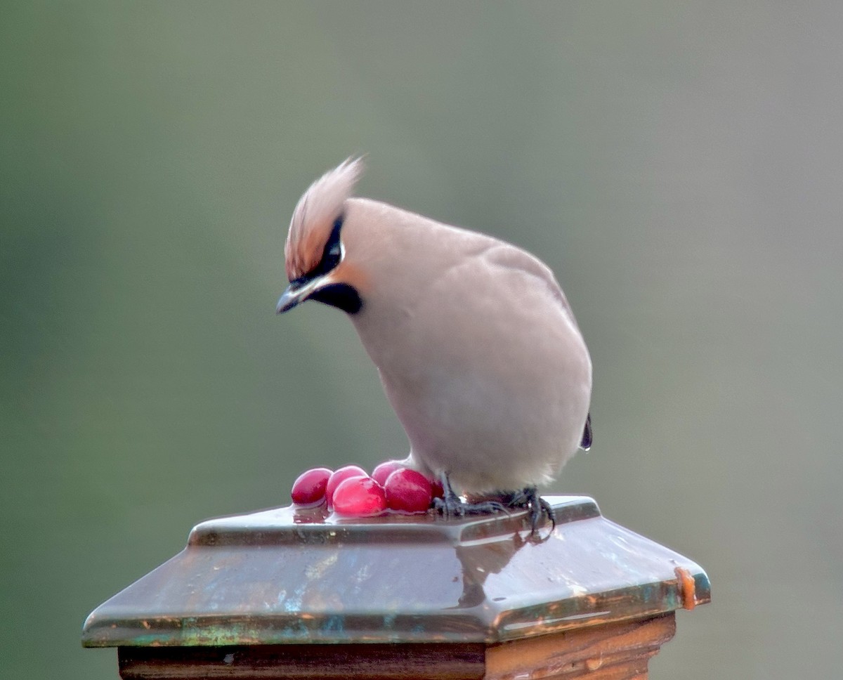 Bohemian Waxwing - ML611507958