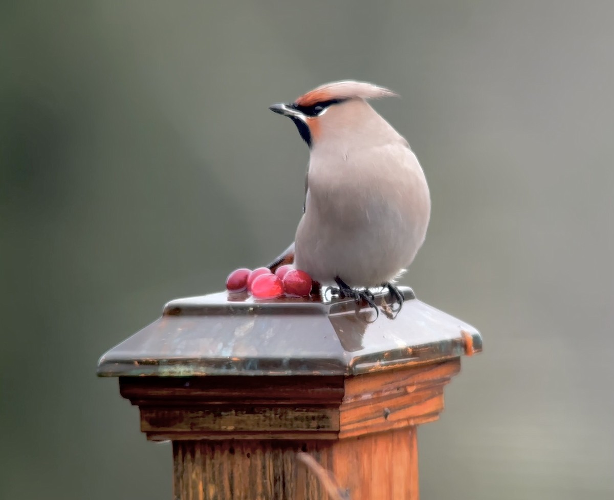 Bohemian Waxwing - ML611507959