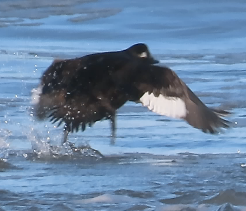 White-winged Scoter - Carol Comeau