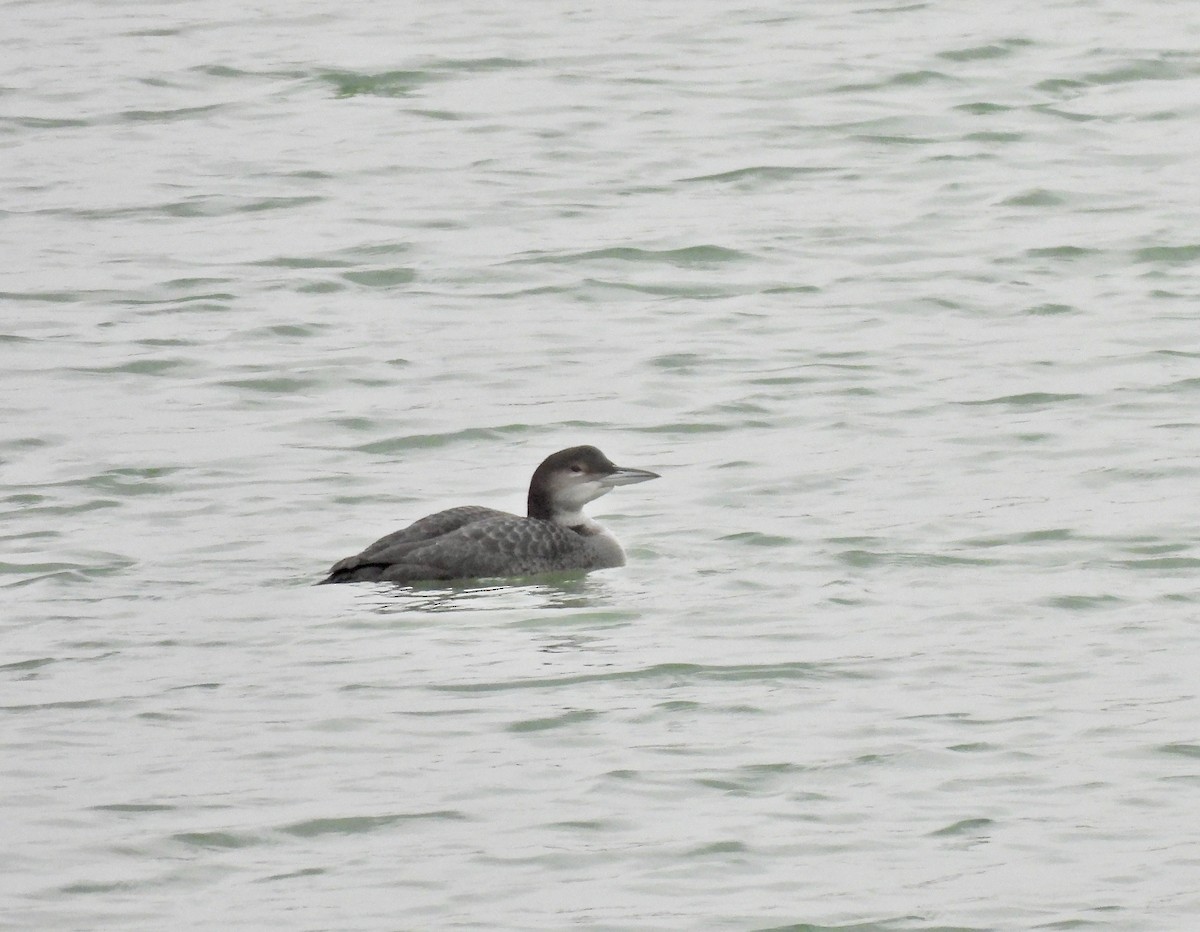 Common Loon - Julie Schneider